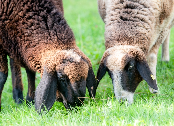 Je ein hellbraunes und ein dunkelbraunes Schaf mit schwarzen Gesichtern und langen Ohren grasen auf grüner Wiese am Allgäuhaus.